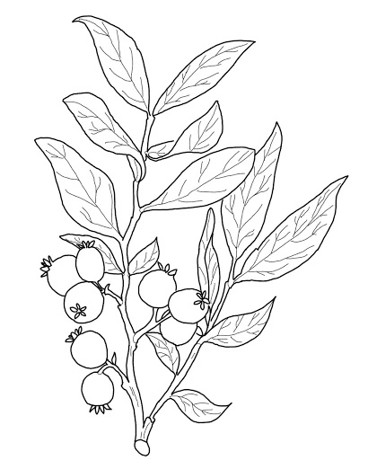 Blueberry coloring book Blueberry coloring book